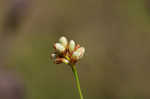 Arrowleaf tearthumb